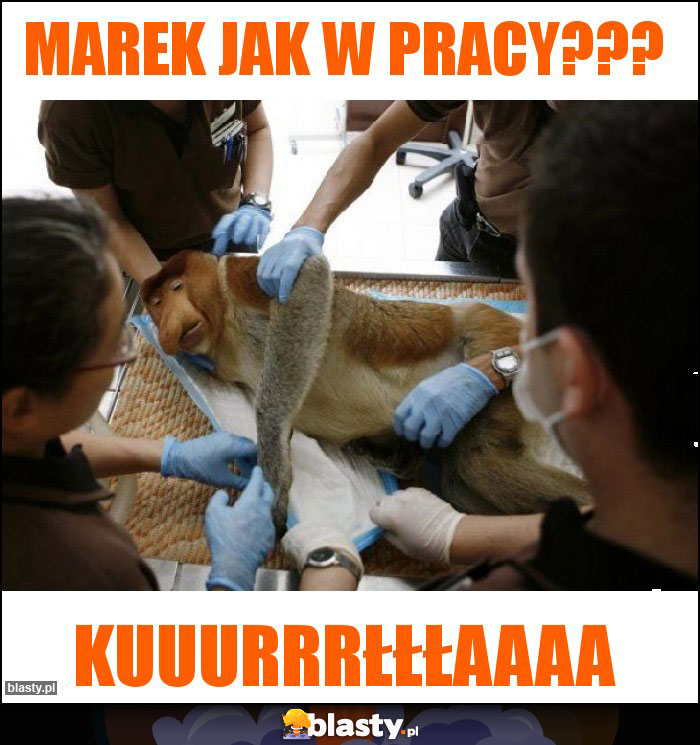 Marek jak w pracy??? Marek jak w pracy???