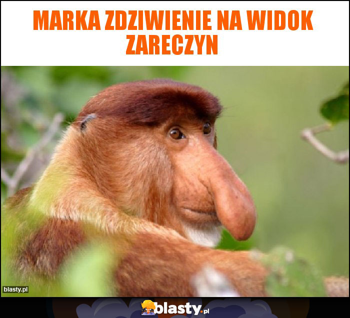 Marka zdziwienie na widok zareczyn Marka zdziwienie na widok zareczyn