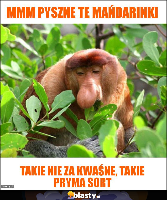 Mmm pyszne te mańdarinki Mmm pyszne te mańdarinki