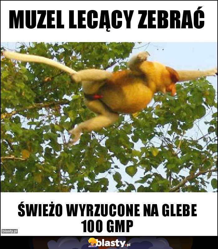 muzel lecący zebrać muzel lecący zebrać