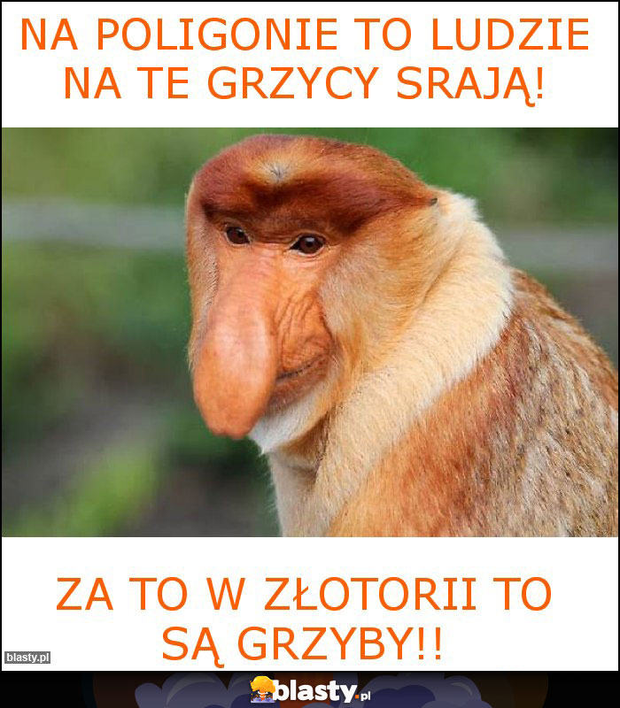 Na poligonie to ludzie na te grzycy srają! Na poligonie to ludzie na te grzycy srają!
