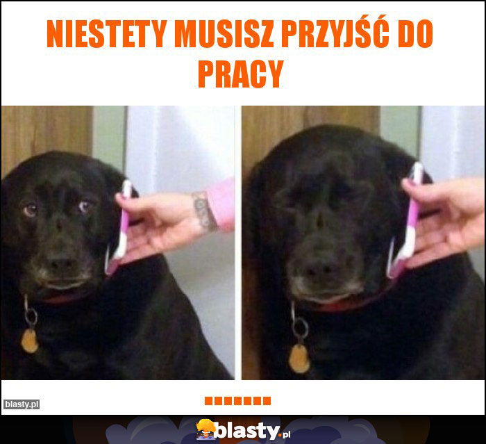 niestety musisz przyjść do pracy niestety musisz przyjść do pracy