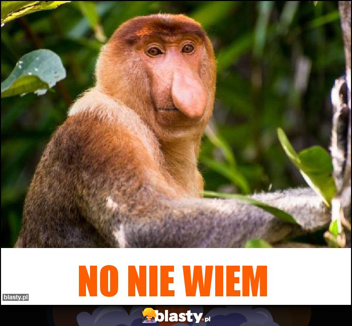 No nie wiem No nie wiem