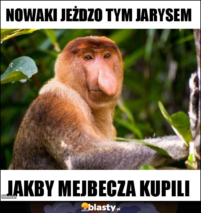 NOWAKI JEŻDZO TYM JARYSEM