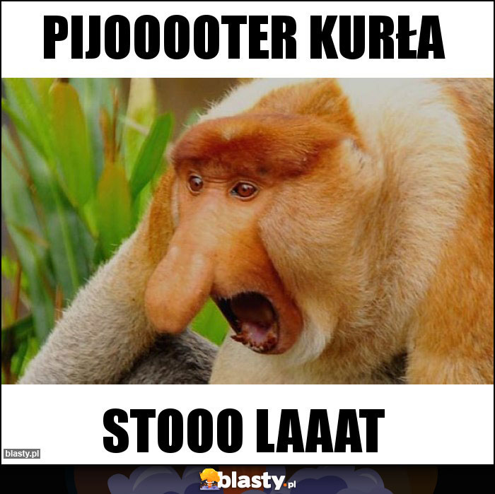 Pijooooter kurła Pijooooter kurła