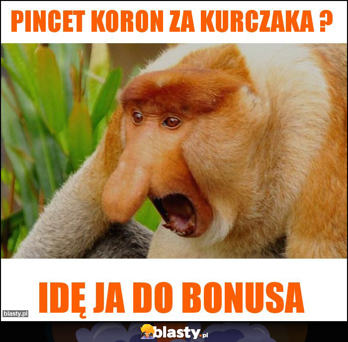 Pincet koron za kurczaka ? Pincet koron za kurczaka ?