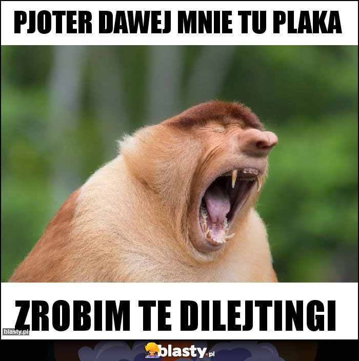 PJOTER DAWEJ MNIE TU PLAKA PJOTER DAWEJ MNIE TU PLAKA