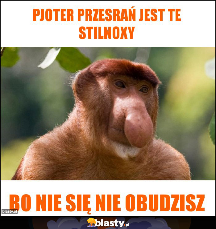 Pjoter przesrań jest te stilnoxy Pjoter przesrań jest te stilnoxy