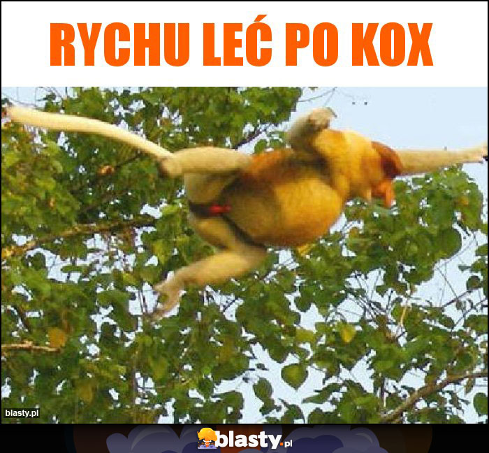 Rychu leć po kox Rychu leć po kox