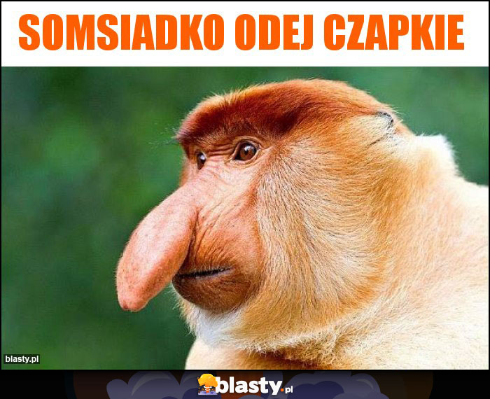 Somsiadko odej czapkie Somsiadko odej czapkie