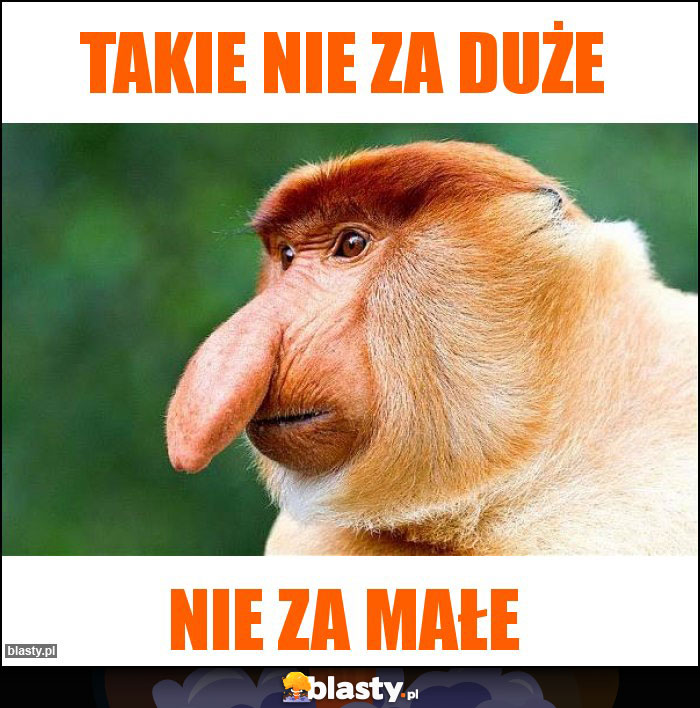 Takie nie za duże Takie nie za duże