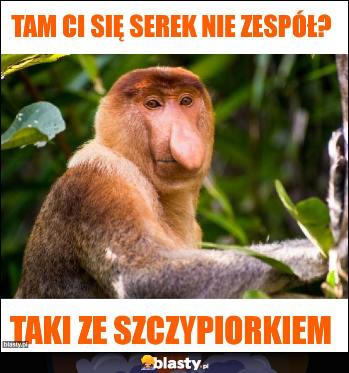 Tam Ci się serek nie zespół? Tam Ci się serek nie zespół?