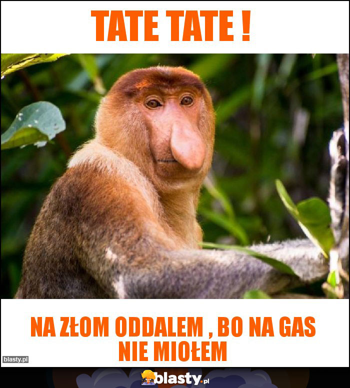 Tate Tate ! Tate Tate !