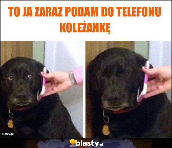 TO JA ZARAZ PODAM DO TELEFONU KOLEŻANKĘ TO JA ZARAZ PODAM DO TELEFONU KOLEŻANKĘ