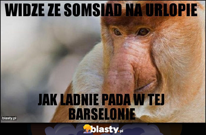 widze ze somsiad na urlopie