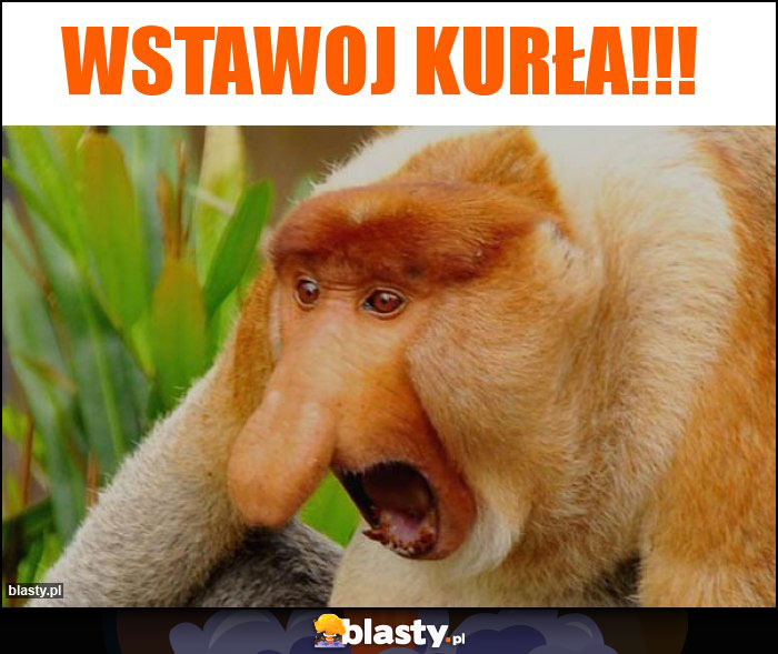 Wstawoj kurła!!! Wstawoj kurła!!!