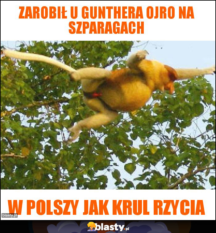 Zarobił u Gunthera ojro na szparagach Zarobił u Gunthera ojro na szparagach