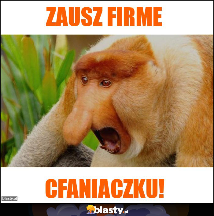 zausz firme zausz firme