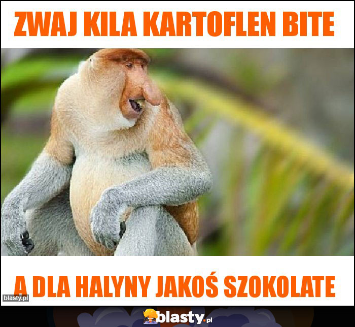 Zwaj kila kartoflen bite Zwaj kila kartoflen bite
