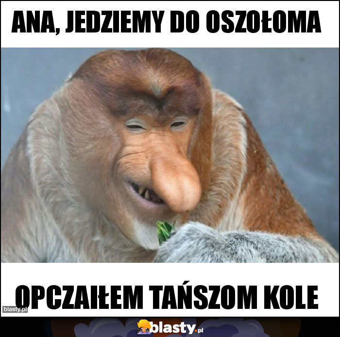 Ana, jedziemy do oszołoma Ana, jedziemy do oszołoma