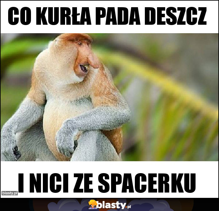 Co kurła pada deszcz Co kurła pada deszcz