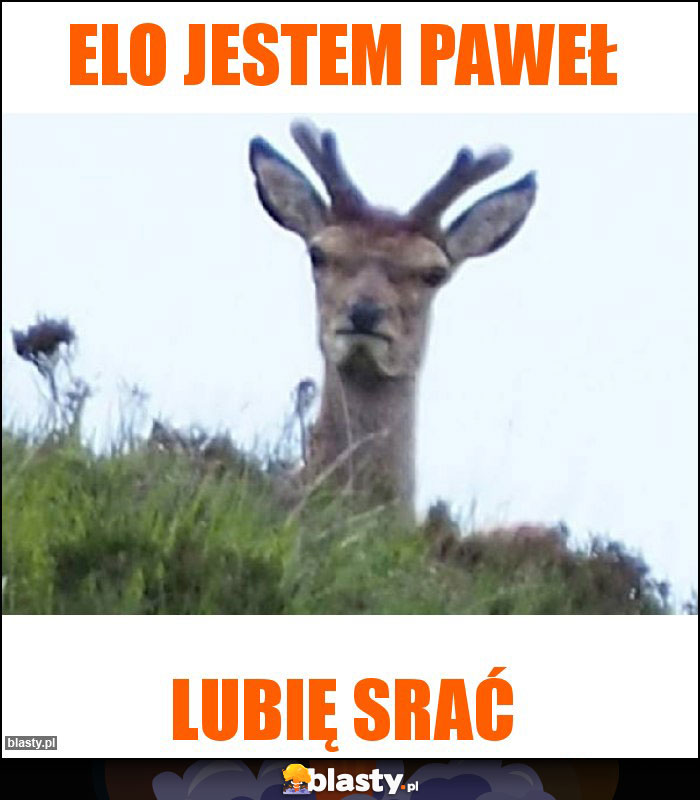 elo jestem paweł elo jestem paweł