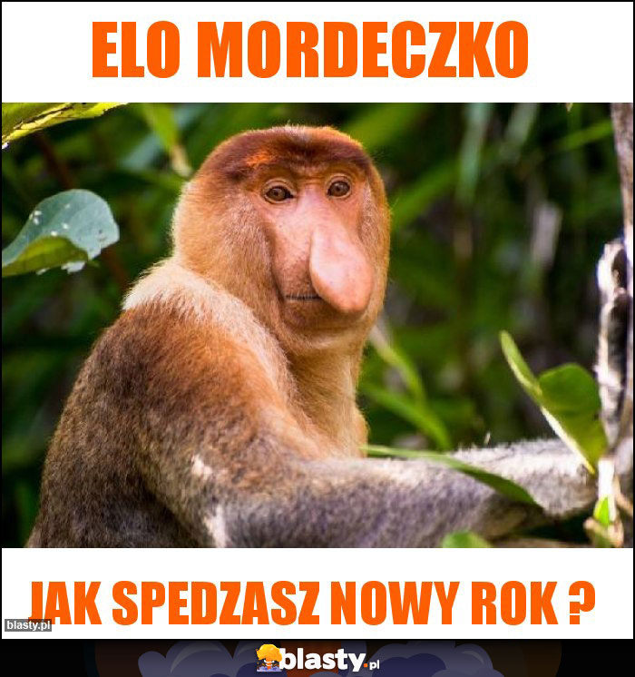 elo mordeczko elo mordeczko