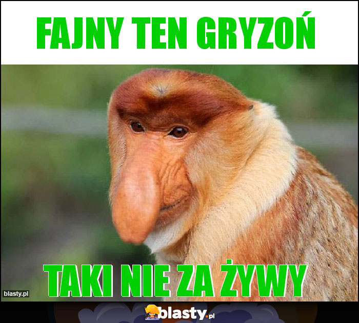 Fajny ten gryzoń Fajny ten gryzoń