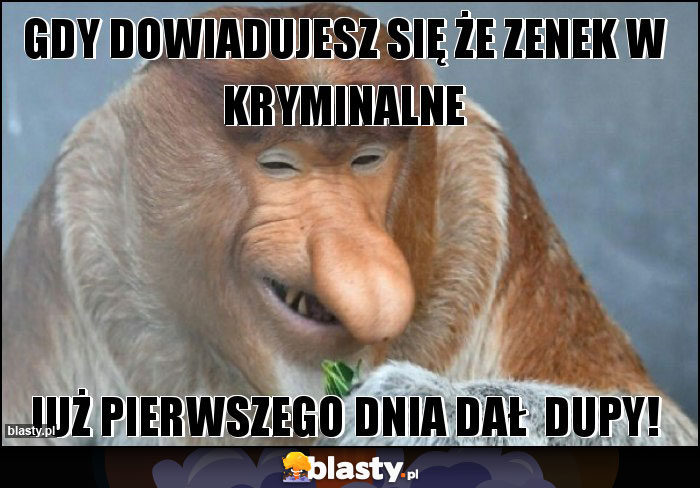 Gdy dowiadujesz się że Zenek w kryminalne Gdy dowiadujesz się że Zenek w kryminalne