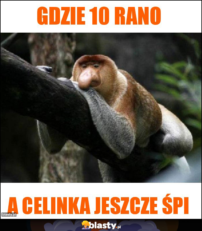 gdzie 10 rano gdzie 10 rano