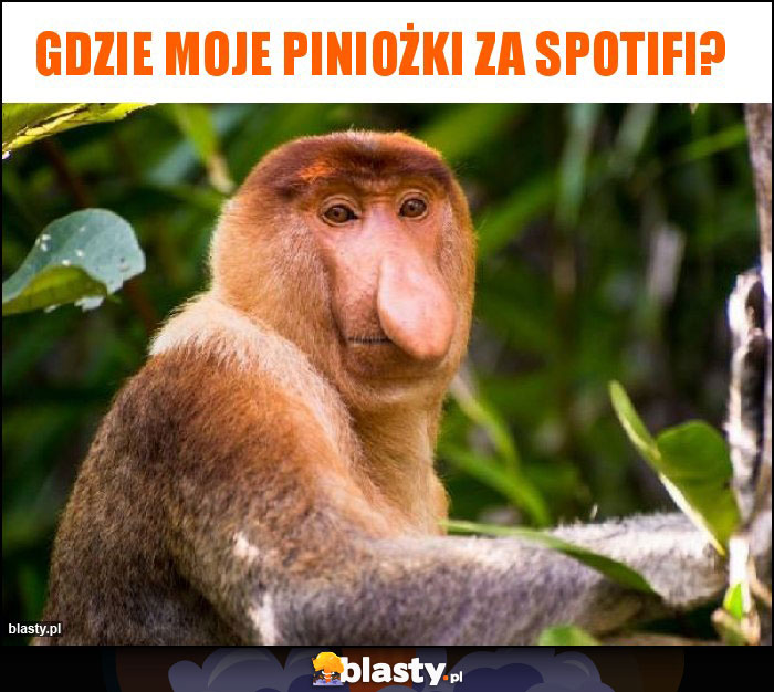 Gdzie moje piniożki za Spotifi? Gdzie moje piniożki za Spotifi?