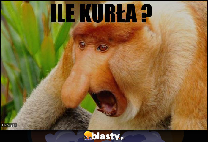 ile kurła ? ile kurła ?