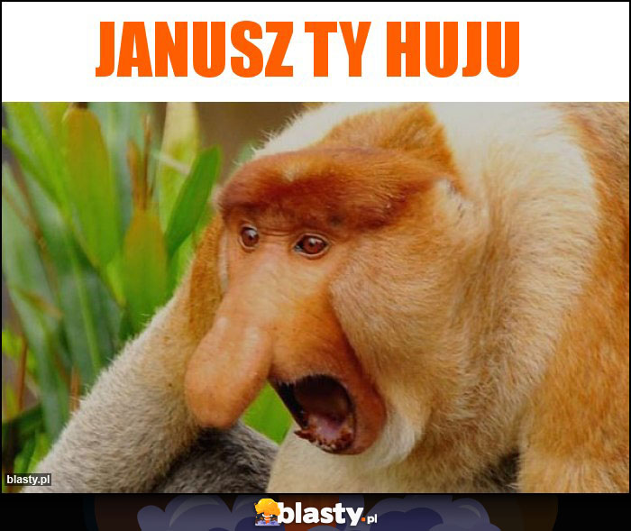 Janusz ty huju Janusz ty huju