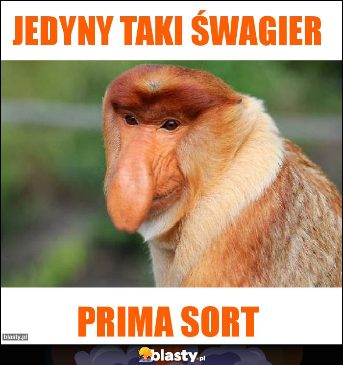 Jedyny taki śwagier Jedyny taki śwagier