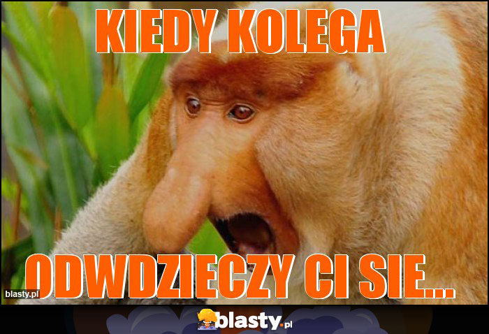 kiedy kolega kiedy kolega