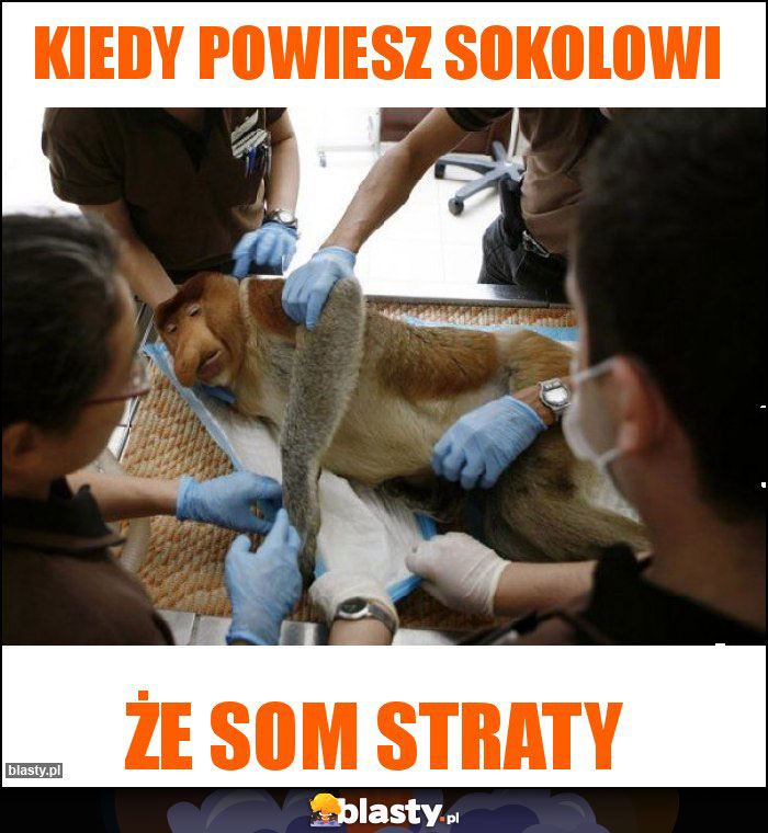 Kiedy powiesz sokolowi Kiedy powiesz sokolowi