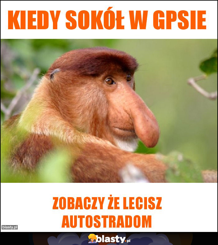 Kiedy sokół w gpsie Kiedy sokół w gpsie