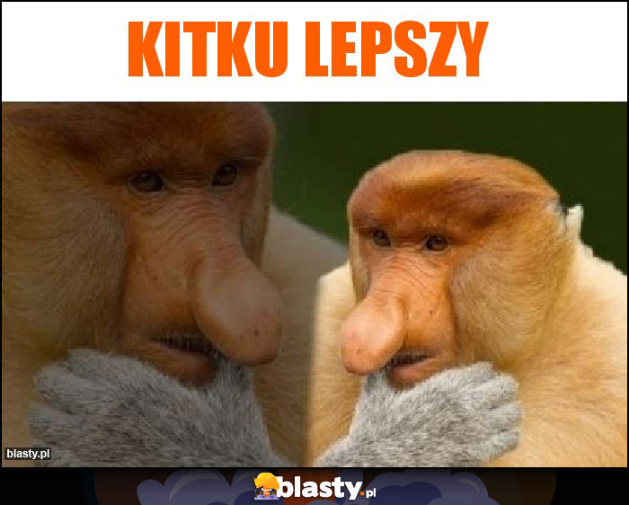 Kitku lepszy Kitku lepszy