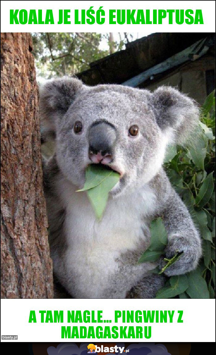 Koala je liść eukaliptusa Koala je liść eukaliptusa
