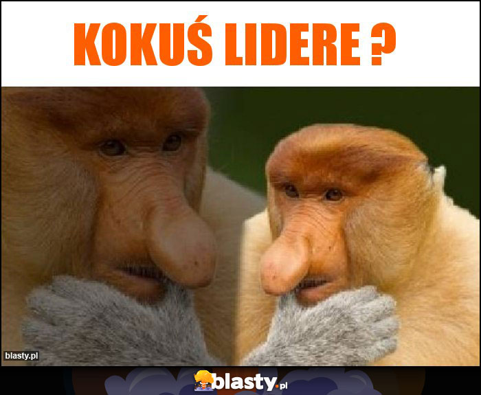 Kokuś lidere ? Kokuś lidere ?