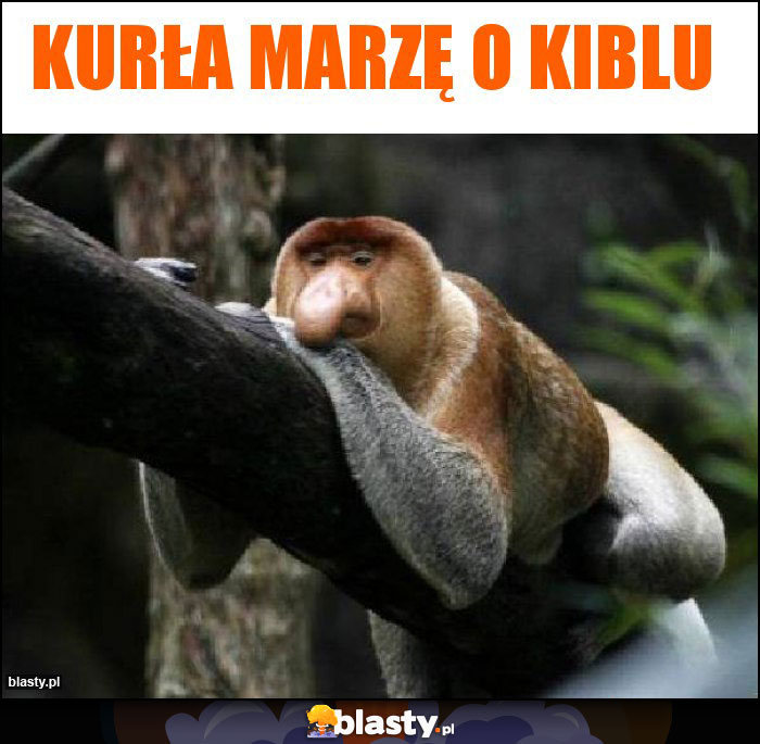 kurła marzę o kiblu kurła marzę o kiblu
