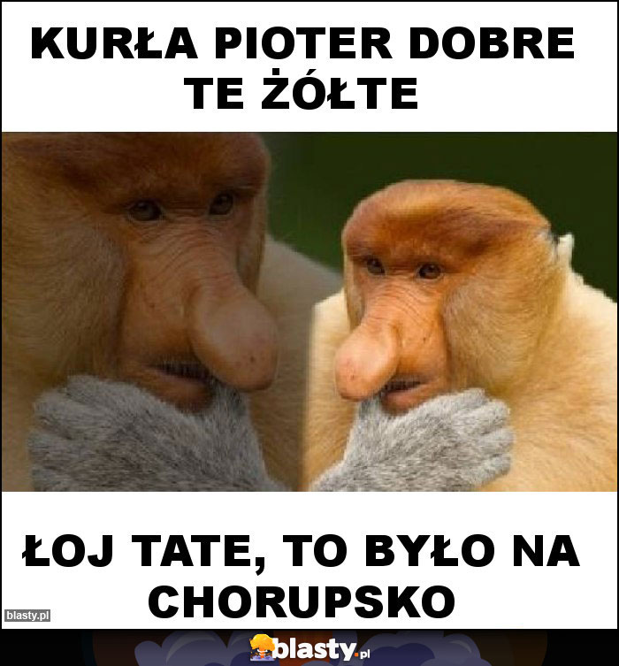 Kurła Pioter dobre te żółte Kurła Pioter dobre te żółte