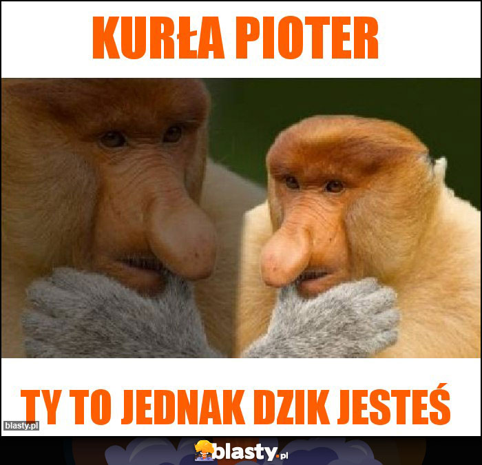 Kurła pioter Kurła pioter