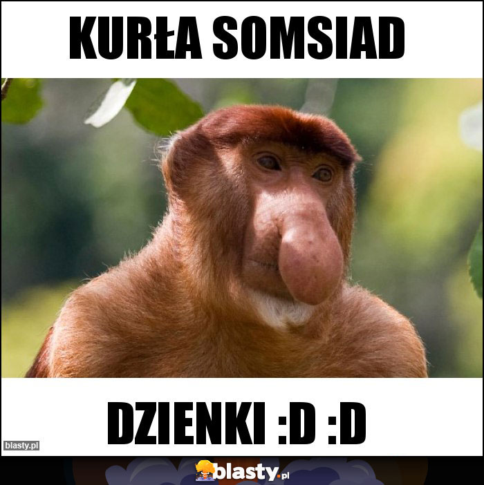 KURŁA SOMSIAD KURŁA SOMSIAD