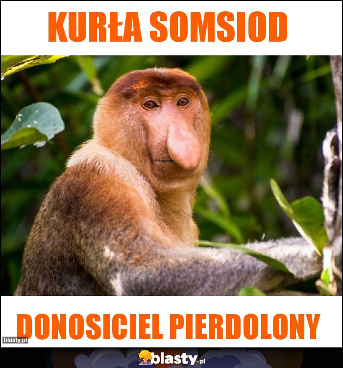 Kurła somsiod
