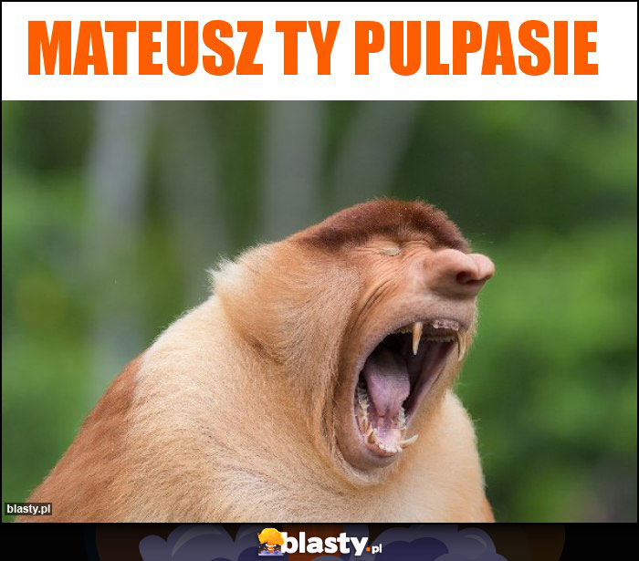 Mateusz ty pulpasie Mateusz ty pulpasie