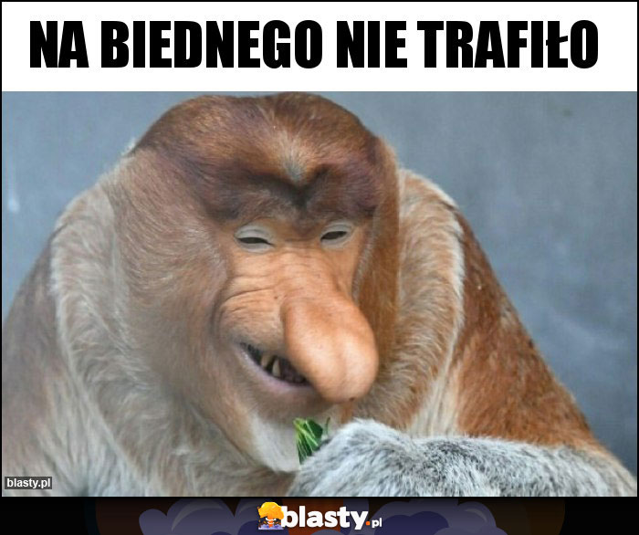na biednego nie trafiło na biednego nie trafiło