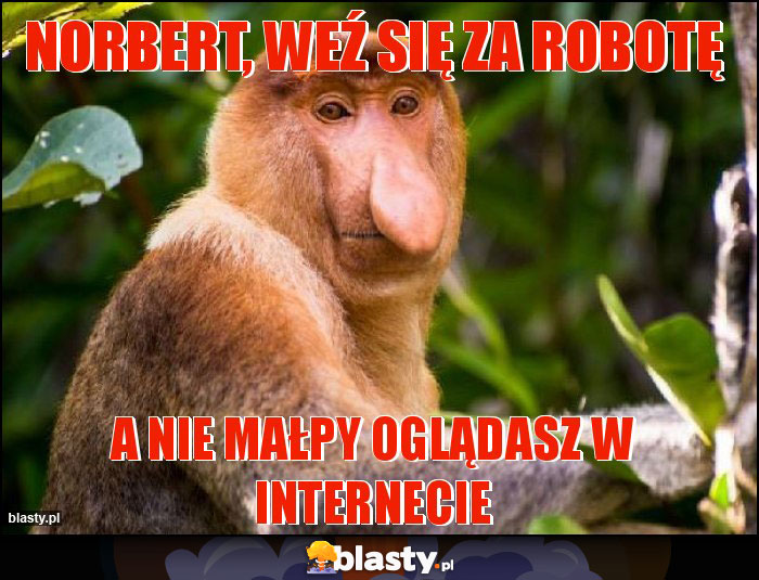 Norbert, weź się za robotę Norbert, weź się za robotę