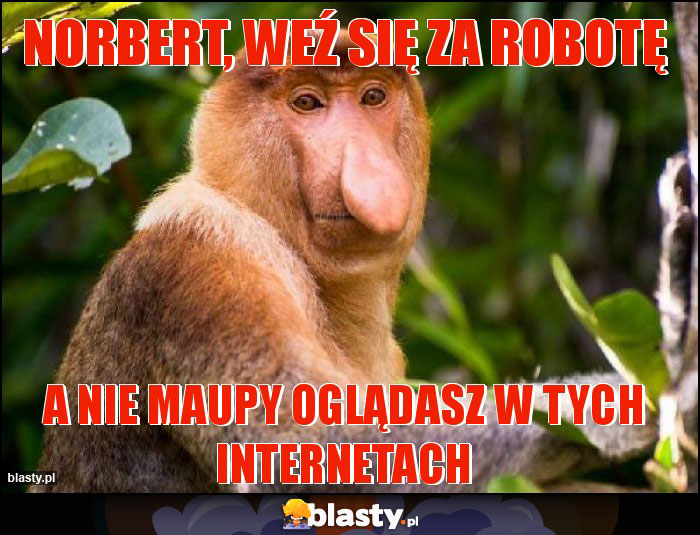 Norbert, weź się za robotę Norbert, weź się za robotę
