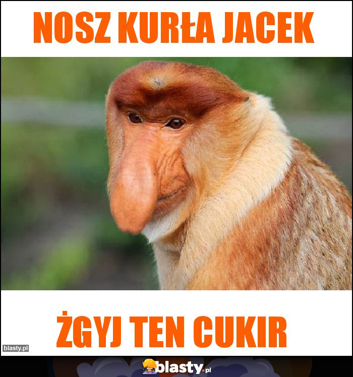 Nosz kurła jacek Nosz kurła jacek
